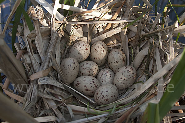 Teichralle (Gallinula chloropus)