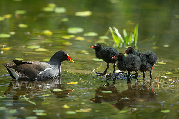 Teichralle (Gallinula chloropus)