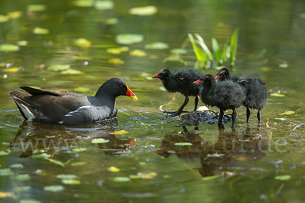 Teichralle (Gallinula chloropus)