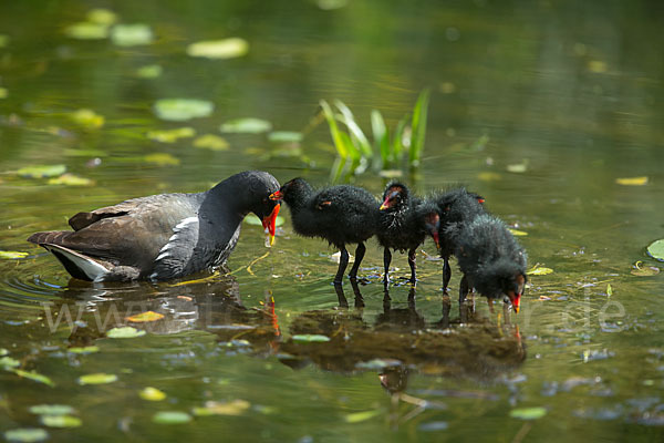 Teichralle (Gallinula chloropus)