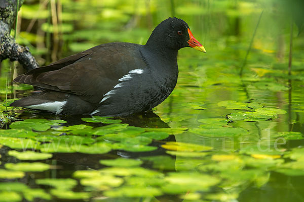 Teichralle (Gallinula chloropus)