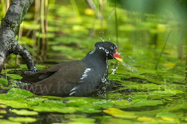 Teichralle (Gallinula chloropus)