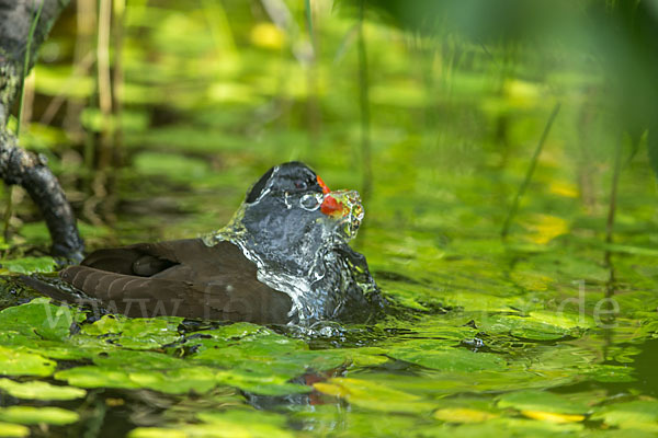 Teichralle (Gallinula chloropus)