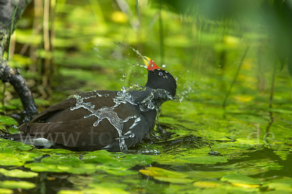 Teichralle (Gallinula chloropus)