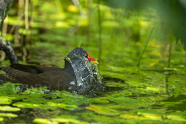 Teichralle (Gallinula chloropus)