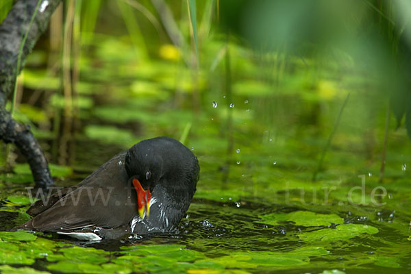 Teichralle (Gallinula chloropus)