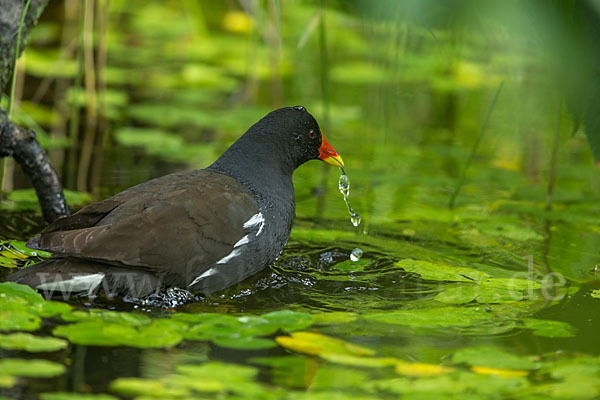 Teichralle (Gallinula chloropus)