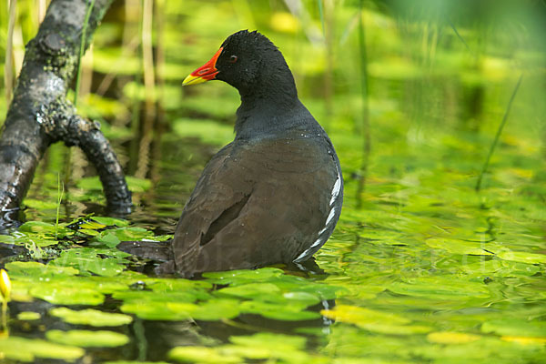 Teichralle (Gallinula chloropus)