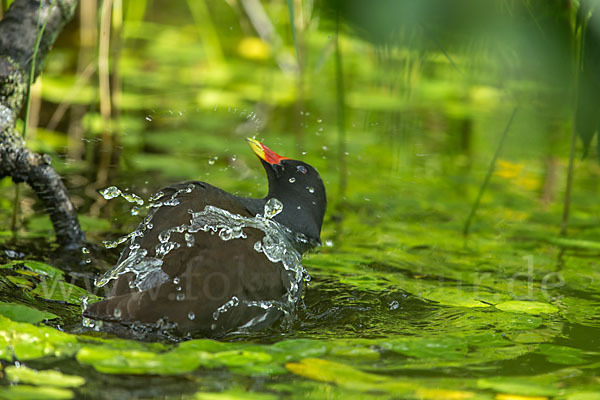 Teichralle (Gallinula chloropus)