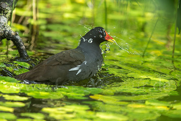 Teichralle (Gallinula chloropus)