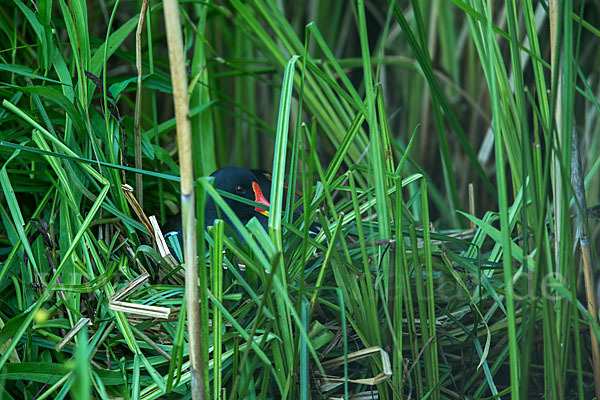 Teichralle (Gallinula chloropus)