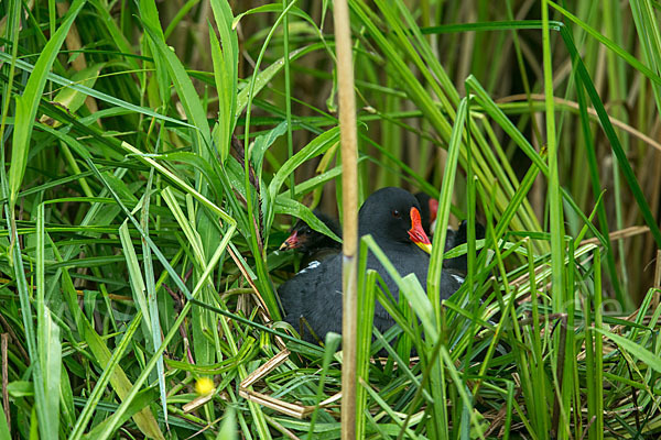 Teichralle (Gallinula chloropus)