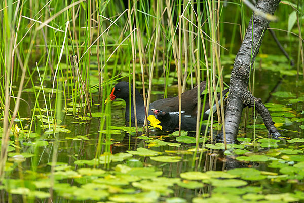 Teichralle (Gallinula chloropus)