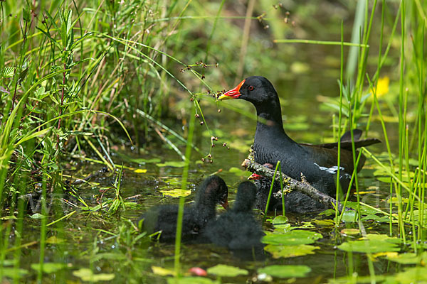 Teichralle (Gallinula chloropus)