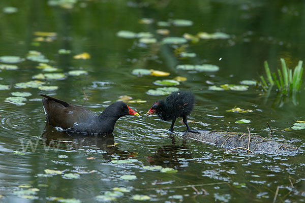 Teichralle (Gallinula chloropus)