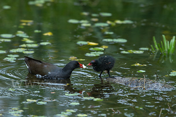 Teichralle (Gallinula chloropus)