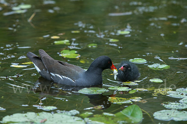 Teichralle (Gallinula chloropus)