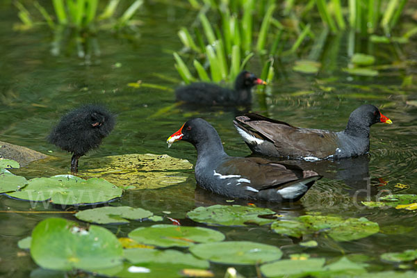 Teichralle (Gallinula chloropus)