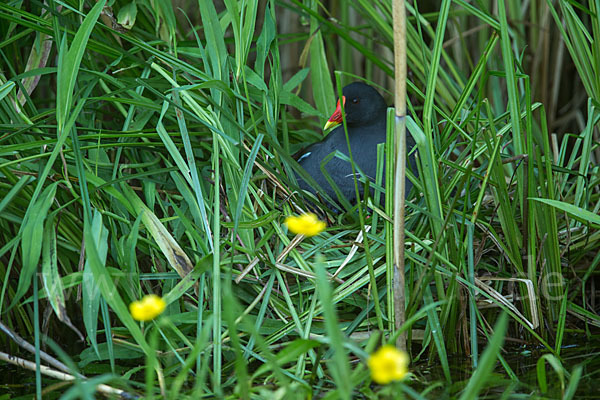 Teichralle (Gallinula chloropus)