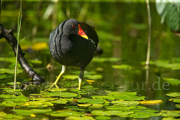 Teichralle (Gallinula chloropus)