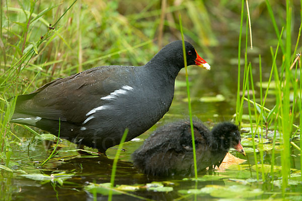 Teichralle (Gallinula chloropus)