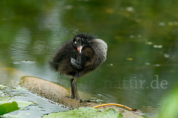 Teichralle (Gallinula chloropus)