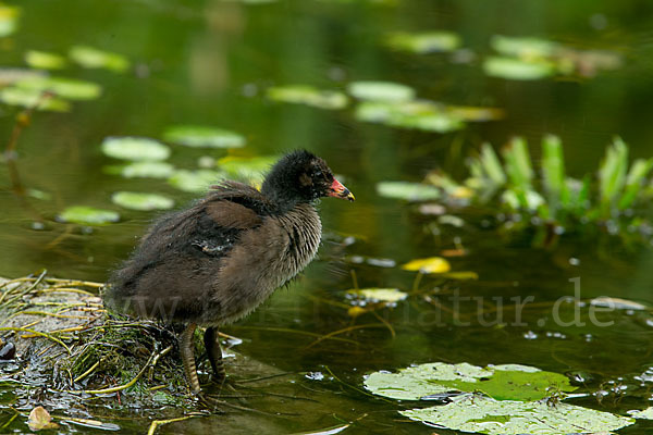 Teichralle (Gallinula chloropus)