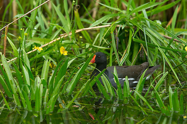 Teichralle (Gallinula chloropus)