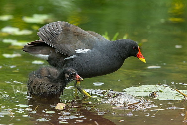 Teichralle (Gallinula chloropus)