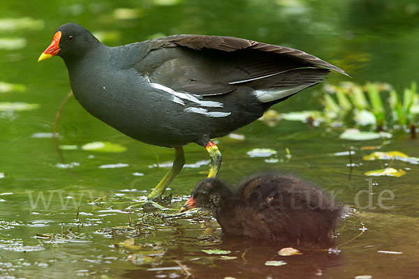 Teichralle (Gallinula chloropus)