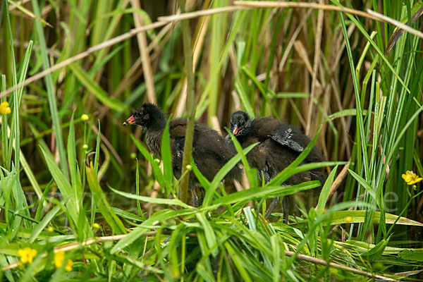 Teichralle (Gallinula chloropus)