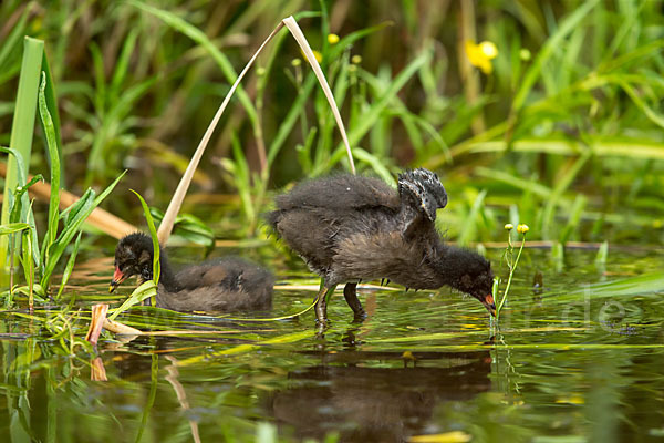 Teichralle (Gallinula chloropus)