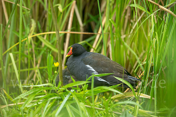 Teichralle (Gallinula chloropus)