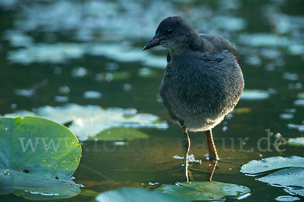 Teichralle (Gallinula chloropus)