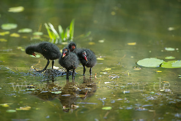 Teichralle (Gallinula chloropus)