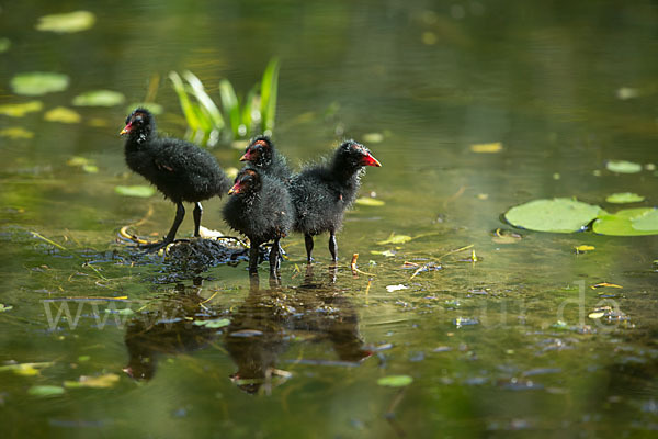 Teichralle (Gallinula chloropus)