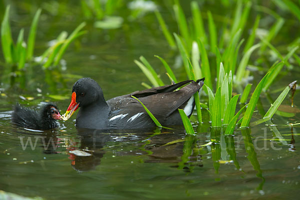 Teichralle (Gallinula chloropus)