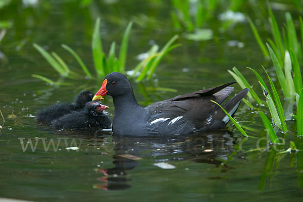 Teichralle (Gallinula chloropus)