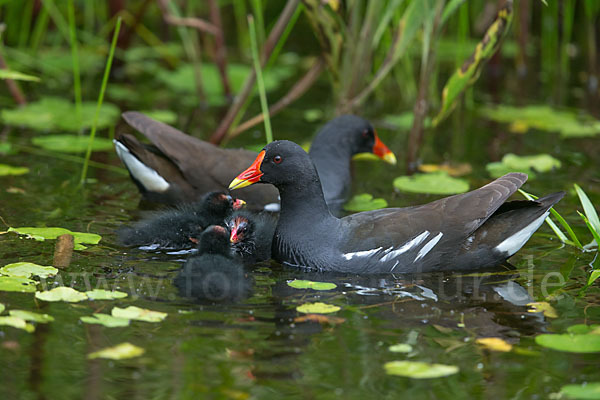 Teichralle (Gallinula chloropus)