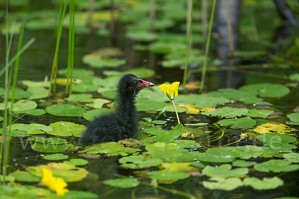 Teichralle (Gallinula chloropus)