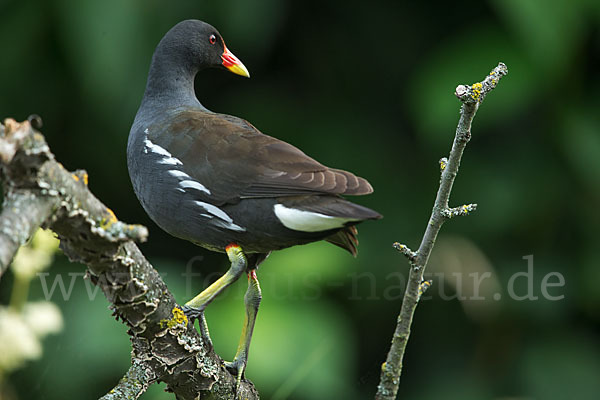 Teichralle (Gallinula chloropus)