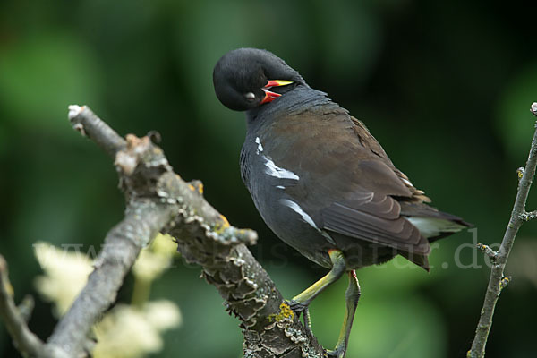 Teichralle (Gallinula chloropus)