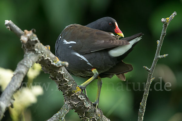 Teichralle (Gallinula chloropus)