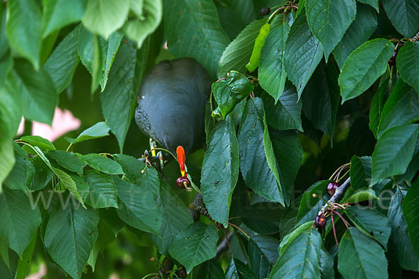 Teichralle (Gallinula chloropus)