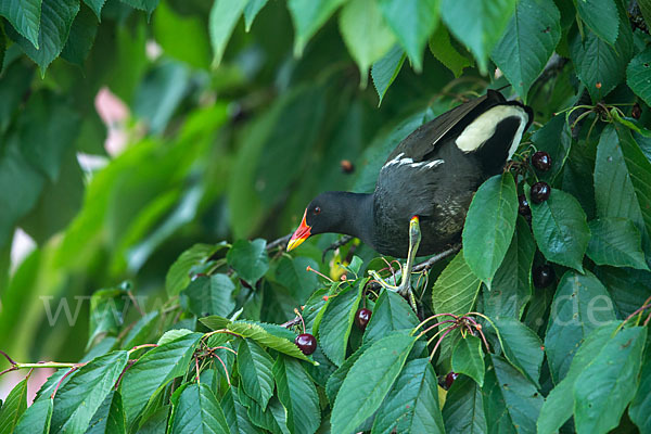 Teichralle (Gallinula chloropus)