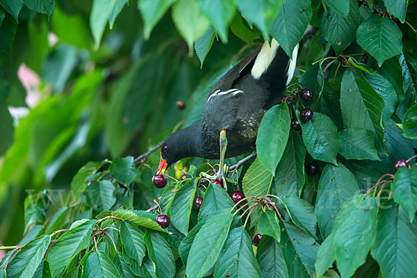 Teichralle (Gallinula chloropus)