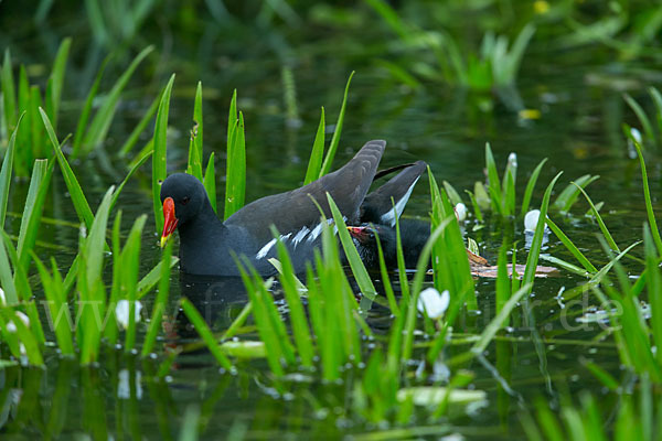 Teichralle (Gallinula chloropus)