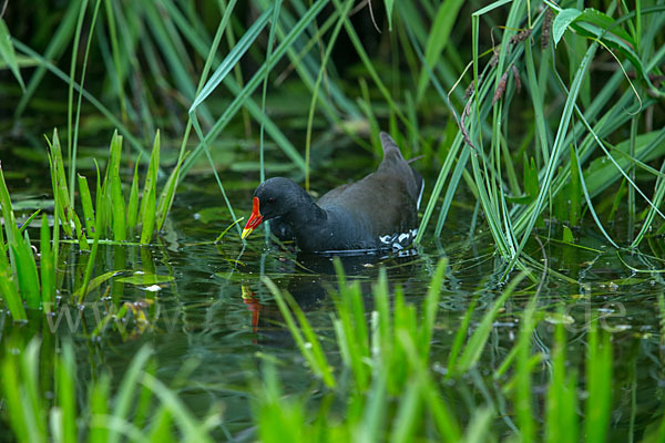 Teichralle (Gallinula chloropus)