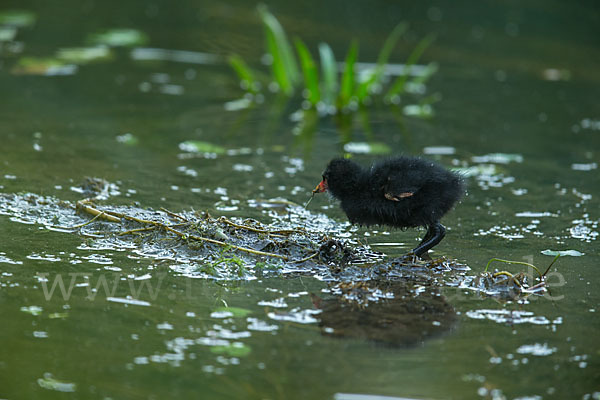 Teichralle (Gallinula chloropus)