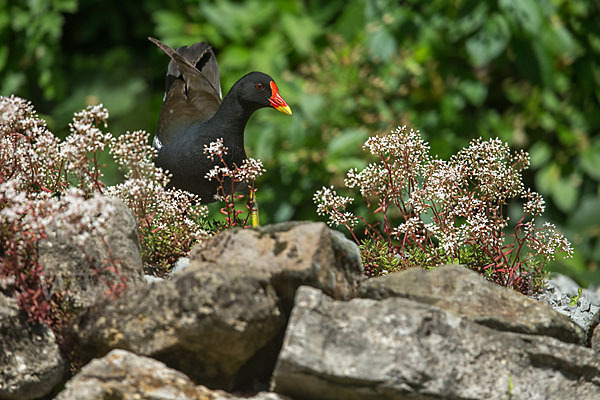 Teichralle (Gallinula chloropus)